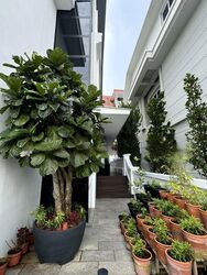 Opera Estate (D15), Detached #454669381